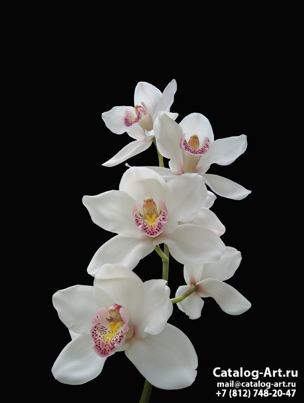 White orchids 20